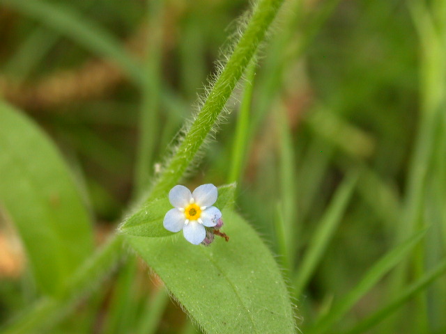 Myosotis sylvatica / Nontiscordardim dei boschi